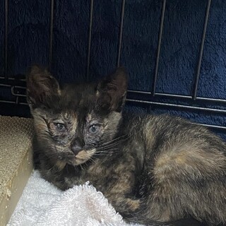 生後1ヶ月半の女の子