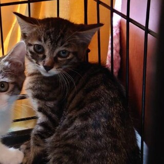 人馴れ訓練中キジ