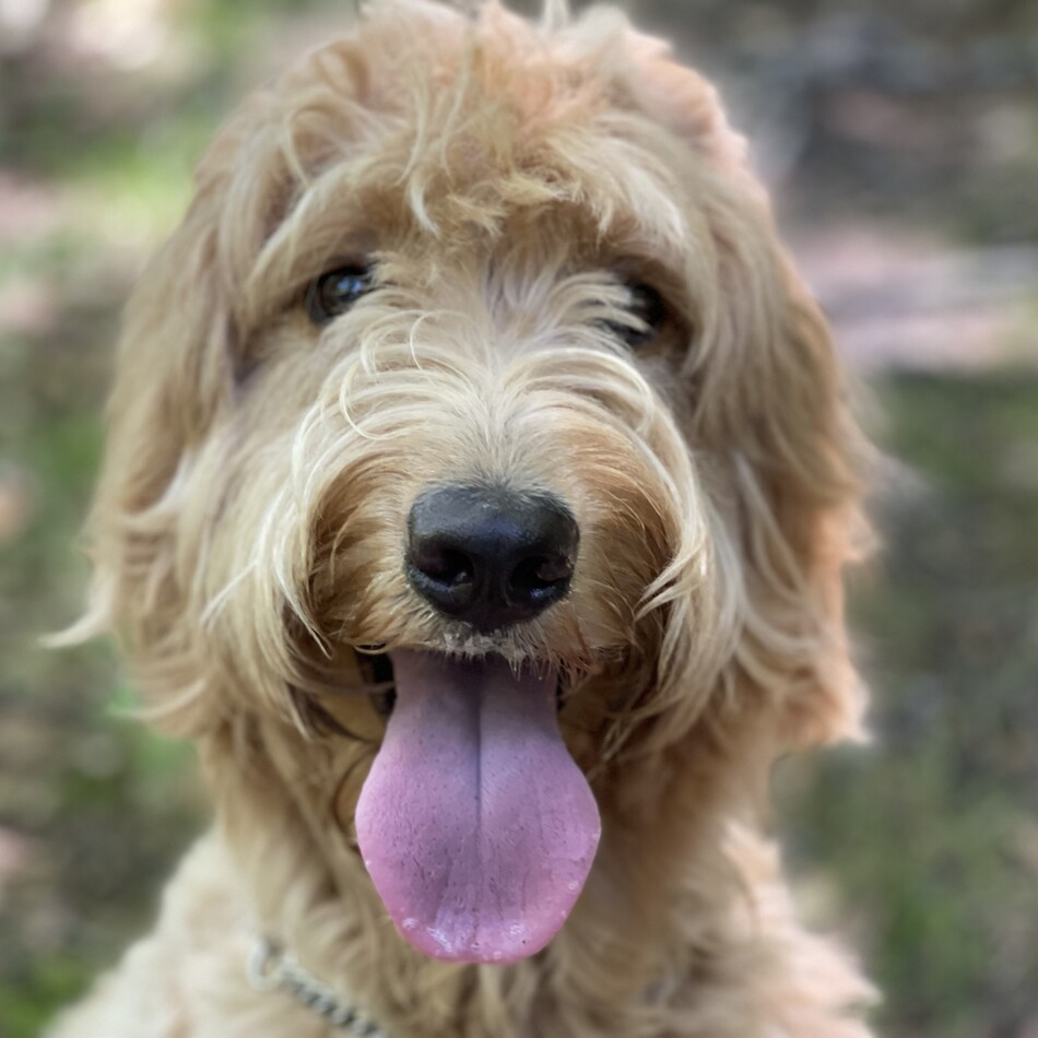 オリバーのカバー写真