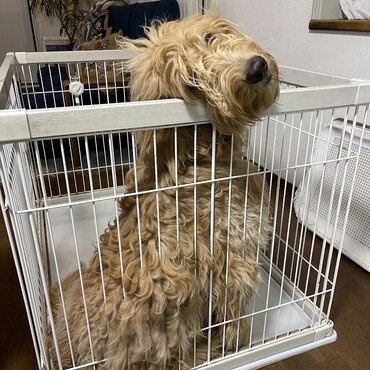 オリバーの写真