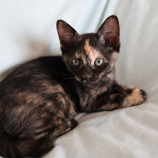 濃いサビ甘えん坊ちゃん