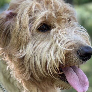 オリバーの写真