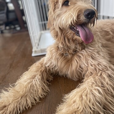 オリバーの写真