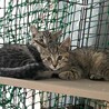 子猫4兄弟 サムネイル2