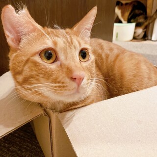 ෆ⃛穏やかな好青年ෆ⃛きなこくん