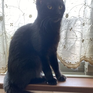 シャムmixのコ、貰って下さい。