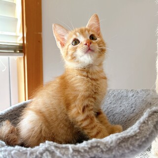 チューバ、里親さま決定！ありがとうございました♥️