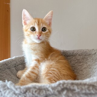 ホルン、里親さま決定！ありがとうございました♡