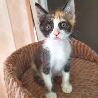 【パンダみたいな三毛】とても賢いちゅらみちゃん