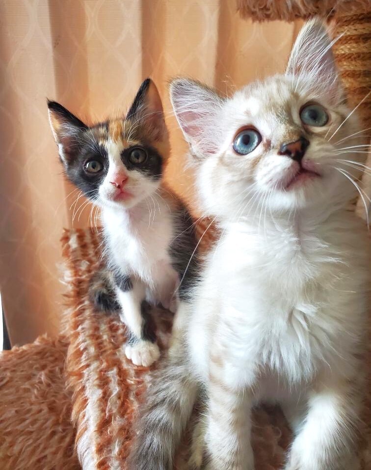 三毛猫パンダ様