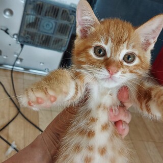 ラップ、里親さま決定！ありがとうございました♡