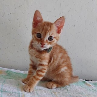 パンク、里親さま決定！ありがとうございました♡