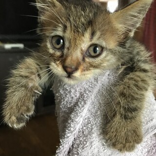 雄猫　1ヶ月程