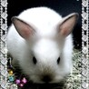 ラブハナ先生