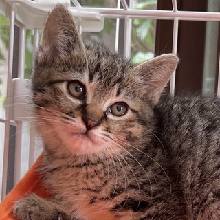 マヌルネコ似？！人懐っこいモカちゃん♡