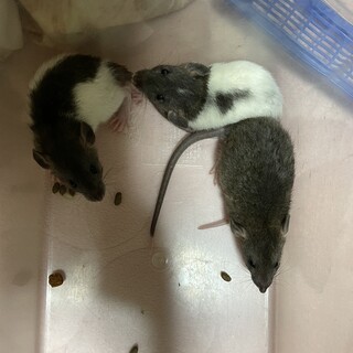 ラットの男の子