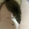 ラットの男の子 サムネイル3