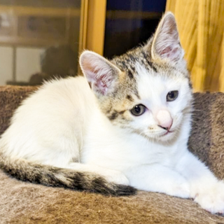 ☆人気の白多めキジ白　女の子　おいちちゃん☆