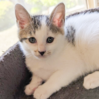 ☆可愛いキジ白　男の子さん君★