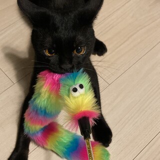 (保留)黒猫の里親募集します。