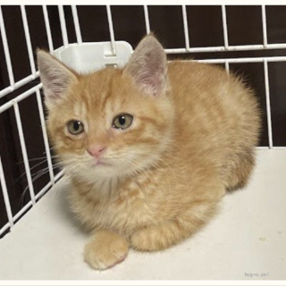 募集一時停止　茶トラ男子　翔平くん