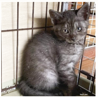 ☆人懐っこ人気のスモーキーグレー女子★よね