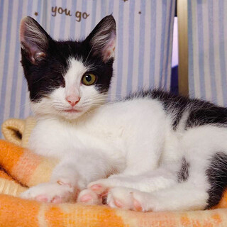 ☆甘えん坊片目の美猫ハチワレ女子さんご★