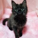 モフモフ！まるでぬいぐるみ♪黒長毛の子猫『イヴ』