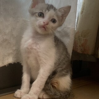 ありがとうございました★可愛い雉白パレットちゃん