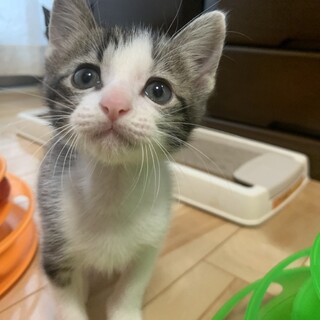 ありがとうございました★グレー雉白クレパスちゃん