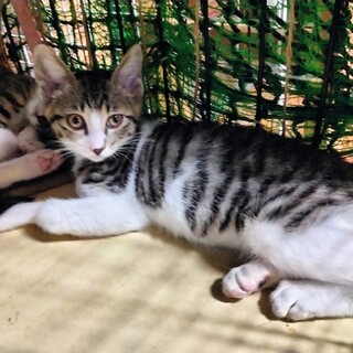 初心者でも育てやすいべた慣れ白きじ子猫2か月