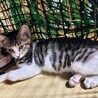 初心者でも育てやすいべた慣れ白きじ子猫2か月 サムネイル2