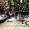 初心者でも育てやすいべた慣れ白きじ子猫2か月 サムネイル4