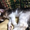 初心者でも育てやすいべた慣れ白きじ子猫2か月 サムネイル7