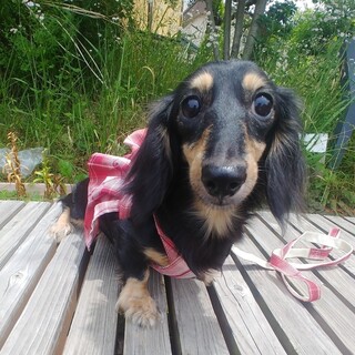 明るく元気なカニヘンダックス女の子５歳