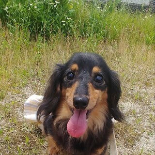 抱っこが大好きなカニヘンダックス女の子６歳