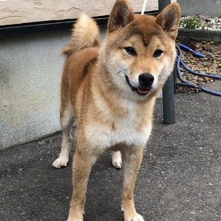 柴犬の男の子10ヶ月