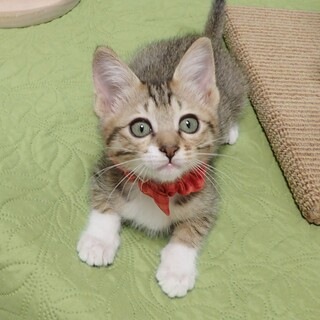 【7/2東銀座】あゆみちゃん2ヶ月半♪