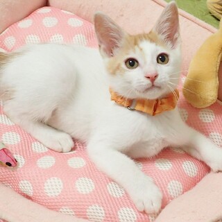 7/2里親募集★うしおくん★２ヵ月半