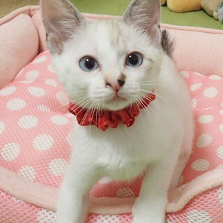 【7/2東銀座】えりちゃん★2ヶ月♪