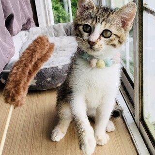 ④おたけ　オス　キジ白　2か月　元気　人猫大好き