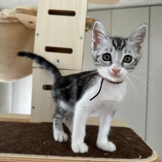 7/9さいたま市岩槻区譲渡会参加　ジョージ君