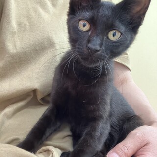 人間大好き黒の男の子