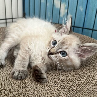 8/27さいたま市岩槻譲渡会　シャーロット　