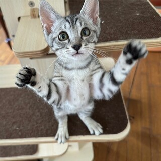 8/13南埼玉郡宮代町譲渡会　シンディーちゃん