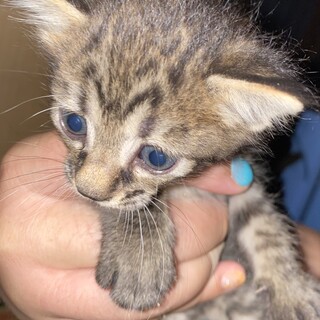 子猫の行き先募集(残り1匹)