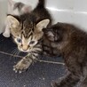 子猫の行き先募集(残り1匹) サムネイル2