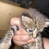 子猫の行き先募集(残り1匹) サムネイル3