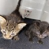 子猫の行き先募集(残り1匹) サムネイル4