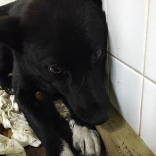 殺処分対象、時間無し。６日（木）まで！